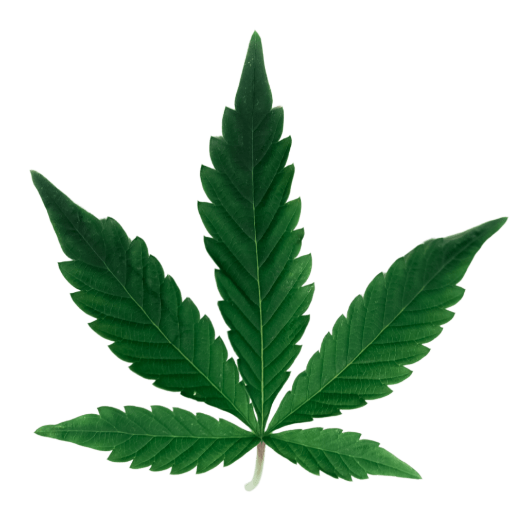 cannabis leaf (1)