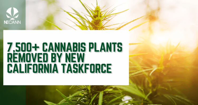 7,500+ Cannabis Plants Removed by New California Taskforce