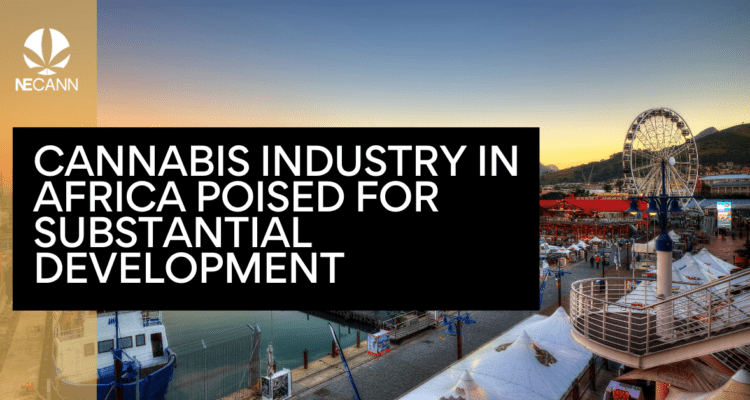 Africa's Cannabis Industry Growth