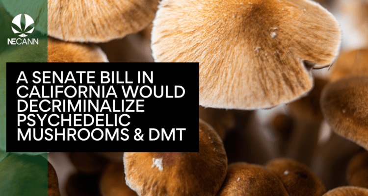 Decriminalize Psychedelic Mushrooms and DMT