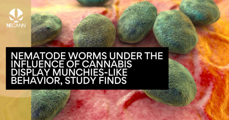 Nematode Worms Prefer High-Calorie Foods on Cannabis