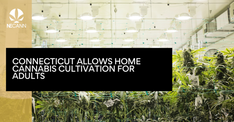 Connecticut Allows Home Cannabis Cultivation for Adults