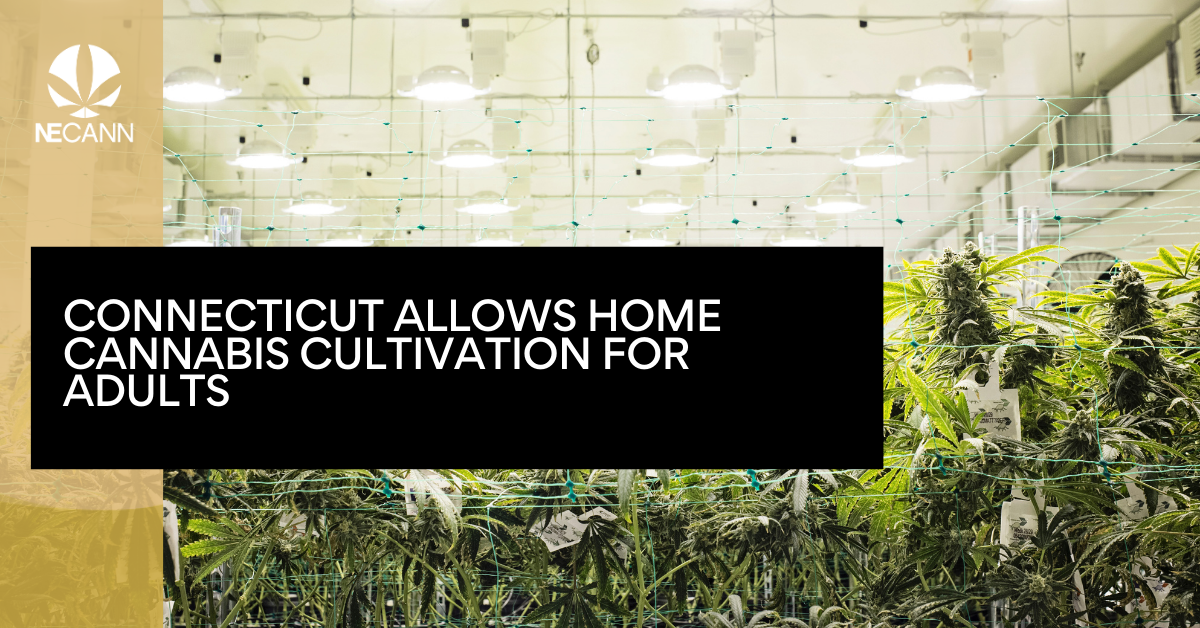 Connecticut Allows Cannabis Cultivation For Adults Necann