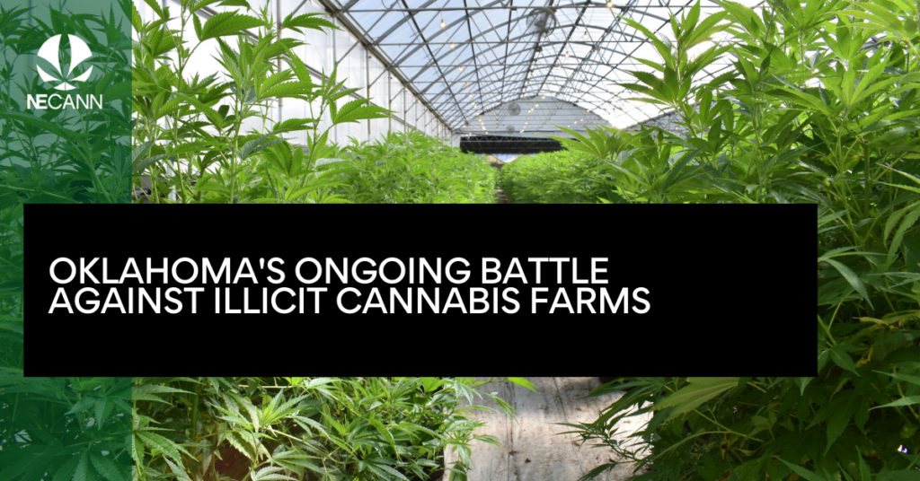 Oklahoma's Ongoing Battle Against Illicit Cannabis Farms