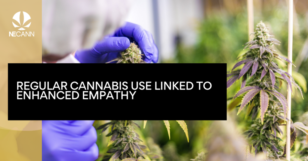 New Study Challenges Assumptions Regular Cannabis Use Linked to Enhanced Empathy