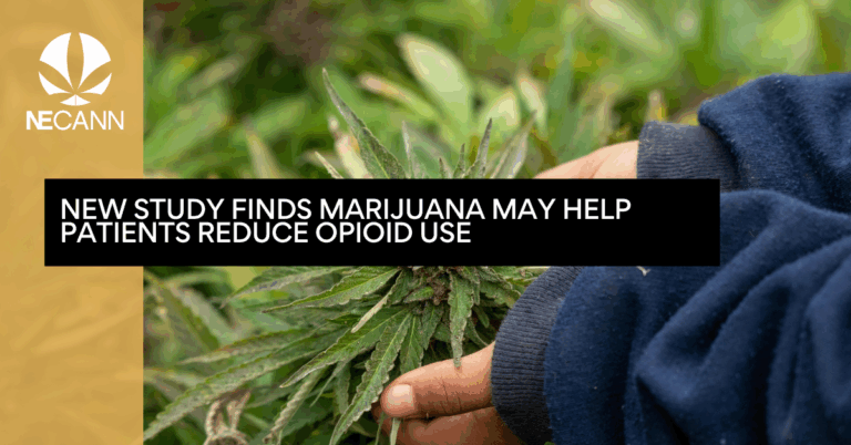 New Study Finds Marijuana May Help Patients Reduce Opioid Use